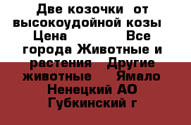 Две козочки  от высокоудойной козы › Цена ­ 20 000 - Все города Животные и растения » Другие животные   . Ямало-Ненецкий АО,Губкинский г.